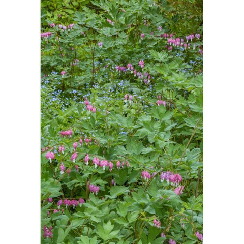 USA, Pennsylvania Spring scenic Black Modern Wood Framed Art Print by OBrien, Jay