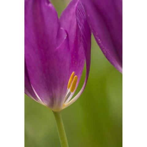 USA, Pennsylvania Tulip Garden Black Modern Wood Framed Art Print by OBrien, Jay