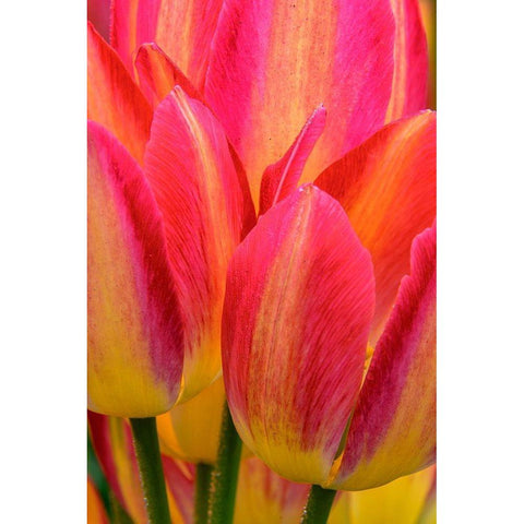 Pennsylvania-Longwood Gardens Tulip close-up  Black Modern Wood Framed Art Print by Jaynes Gallery