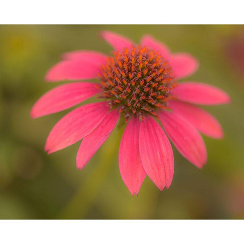 Pennsylvania-Longwood Gardens Cornflower close-up  Black Modern Wood Framed Art Print by Jaynes Gallery