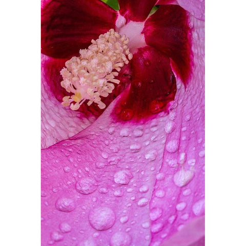Pennsylvania-Longwood Gardens Hibiscus flower interior  White Modern Wood Framed Art Print by Jaynes Gallery
