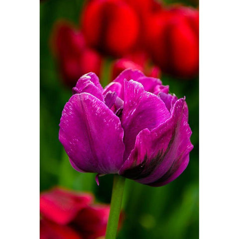Pennsylvania-Longwood Gardens Tulip flower close-up  Black Modern Wood Framed Art Print by Jaynes Gallery