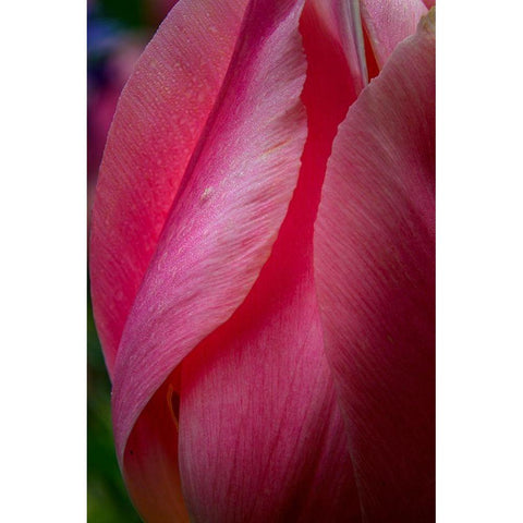 Pennsylvania-Longwood Gardens Tulip flower close-up  Gold Ornate Wood Framed Art Print with Double Matting by Jaynes Gallery