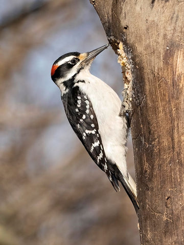 Hairy Woodpecker- Pennsylvania- USA Black Modern Wood Framed Art Print by McDonald, Joe and Maryann