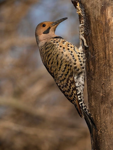 Northern Flicker- Pennsylvania- USA Black Modern Wood Framed Art Print by McDonald, Joe and Maryann