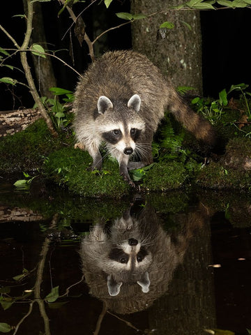 Raccoon- Pennsylvania- USA Black Modern Wood Framed Art Print by McDonald, Joe and Maryann