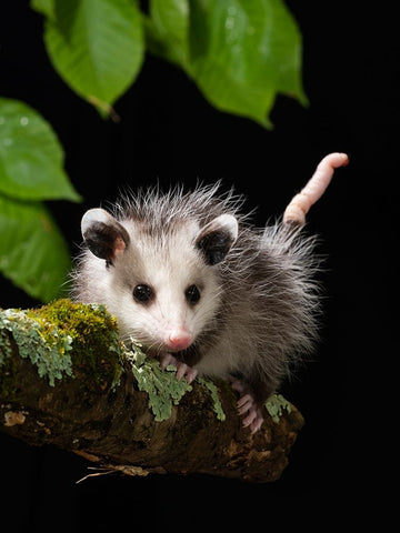 Virginia Opossum- Pennsylvania- USA. Black Ornate Wood Framed Art Print with Double Matting by McDonald, Joe and Maryann