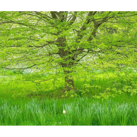 Pennsylvania-Wayne and Chanticleer Gardens spring green foliage trees and grass Black Modern Wood Framed Art Print by Gulin, Sylvia