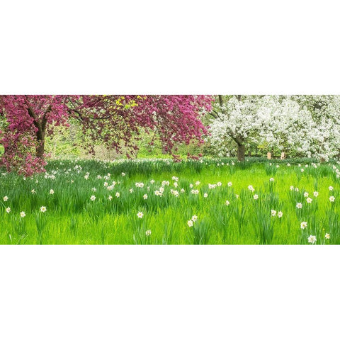 Pennsylvania-Wayne and Chanticleer Gardens springtime blooming crabapple and narcissus Gold Ornate Wood Framed Art Print with Double Matting by Gulin, Sylvia