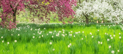 Pennsylvania-Wayne and Chanticleer Gardens springtime blooming crabapple and narcissus Black Ornate Wood Framed Art Print with Double Matting by Gulin, Sylvia