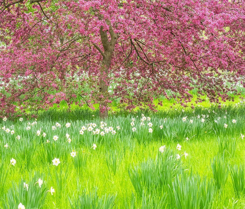 Pennsylvania-Wayne and Chanticleer Gardens springtime blooming crabapple and narcissus White Modern Wood Framed Art Print with Double Matting by Gulin, Sylvia