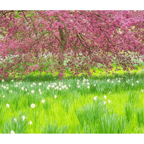 Pennsylvania-Wayne and Chanticleer Gardens springtime blooming crabapple and narcissus Black Modern Wood Framed Art Print by Gulin, Sylvia