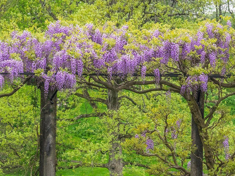 Pennsylvania-Wayne and Chanticleer Gardens springtime flowering Wisteria vine Black Ornate Wood Framed Art Print with Double Matting by Gulin, Sylvia