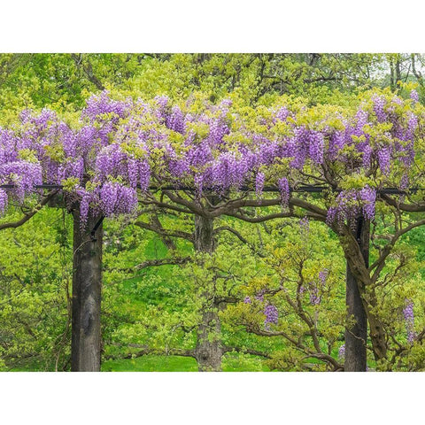 Pennsylvania-Wayne and Chanticleer Gardens springtime flowering Wisteria vine Black Modern Wood Framed Art Print by Gulin, Sylvia