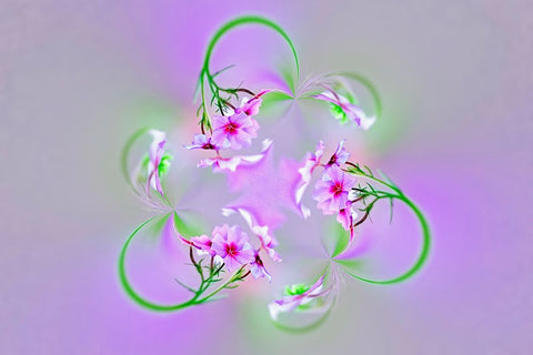 Drummond Phlox-Hilton Head Island-South Carolina White Modern Wood Framed Art Print with Double Matting by Jones, Adam