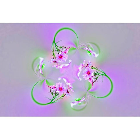 Drummond Phlox-Hilton Head Island-South Carolina Black Modern Wood Framed Art Print by Jones, Adam