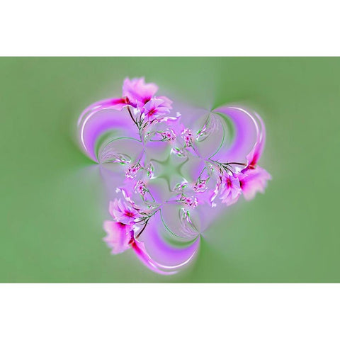 Drummond Phlox-Hilton Head Island-South Carolina White Modern Wood Framed Art Print by Jones, Adam