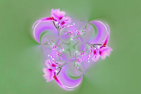 Drummond Phlox-Hilton Head Island-South Carolina Black Ornate Wood Framed Art Print with Double Matting by Jones, Adam