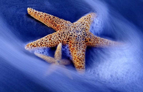 SC, Hilton Head Island Two starfish on beach White Modern Wood Framed Art Print with Double Matting by Needle, Charles