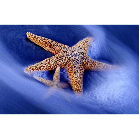 SC, Hilton Head Island Two starfish on beach Black Modern Wood Framed Art Print by Needle, Charles