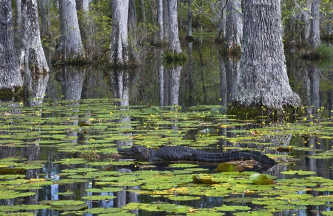 SC Alligator rests on log in swamp White Modern Wood Framed Art Print with Double Matting by Rotenberg, Nancy
