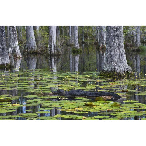 SC Alligator rests on log in swamp Black Modern Wood Framed Art Print by Rotenberg, Nancy