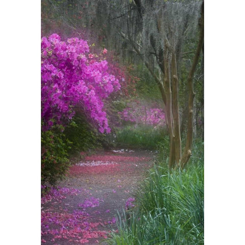 South Carolina Blooming azaleas Black Modern Wood Framed Art Print with Double Matting by Rotenberg, Nancy