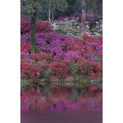 South Carolina Blooming azaleas Black Modern Wood Framed Art Print by Rotenberg, Nancy