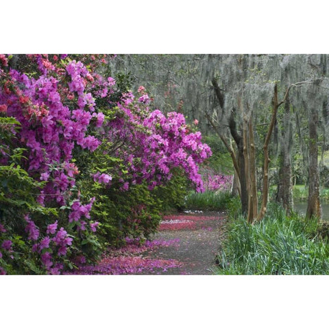 South Carolina Blooming azaleas Black Modern Wood Framed Art Print by Rotenberg, Nancy