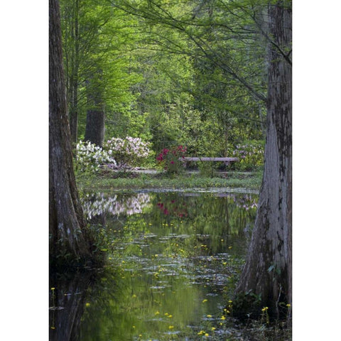 SC Azaleas and trees reflect in swamp water Black Modern Wood Framed Art Print by Rotenberg, Nancy