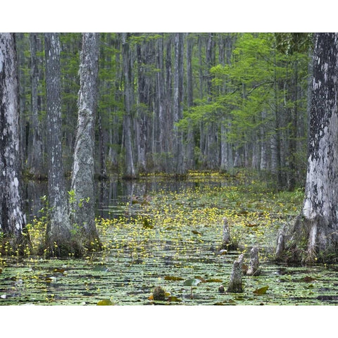 USA, South Carolina, Cypress Gardens White Modern Wood Framed Art Print by Rotenberg, Nancy