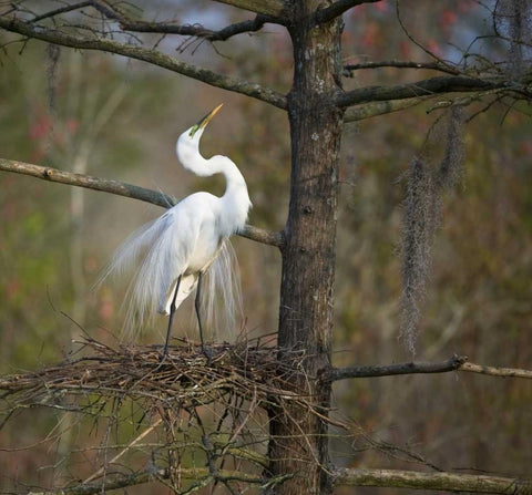 SC, Great egret in breeding plumage at nest White Modern Wood Framed Art Print with Double Matting by Rotenberg, Nancy