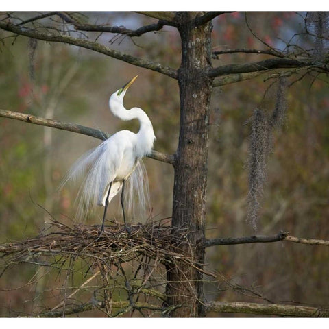 SC, Great egret in breeding plumage at nest Black Modern Wood Framed Art Print with Double Matting by Rotenberg, Nancy
