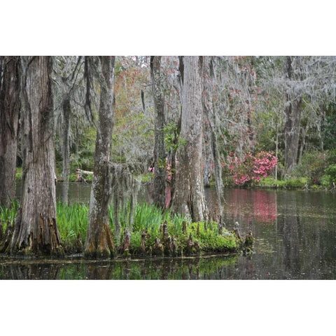 South Carolina, Charleston Moss on cypress trees White Modern Wood Framed Art Print by Flaherty, Dennis