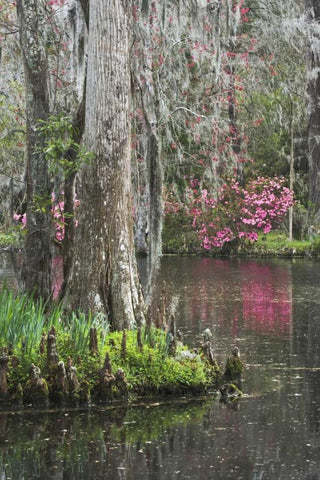 South Carolina, Charleston Moss on cypress trees Black Ornate Wood Framed Art Print with Double Matting by Flaherty, Dennis