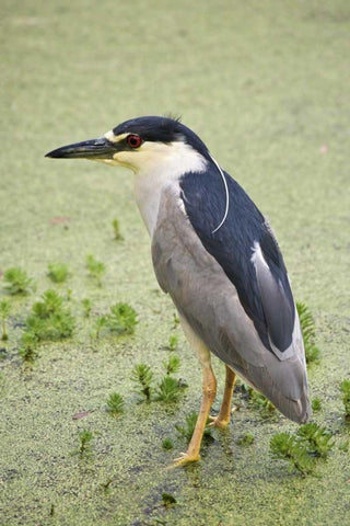 SC, Charleston Black-crowned night heron Black Ornate Wood Framed Art Print with Double Matting by Flaherty, Dennis