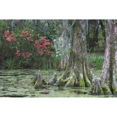 South Carolina, Charleston Trees and pond White Modern Wood Framed Art Print by Flaherty, Dennis