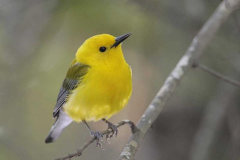 SC, Harleyville Prothonotary warbler on branch Black Ornate Wood Framed Art Print with Double Matting by Morris, Arthur