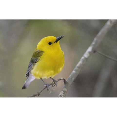 SC, Harleyville Prothonotary warbler on branch Black Modern Wood Framed Art Print by Morris, Arthur