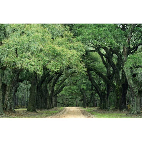 South Carolina, Charleston Spanish moss on trees White Modern Wood Framed Art Print by Flaherty, Dennis