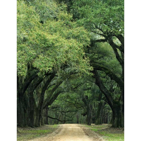 South Carolina, Charleston Spanish moss on trees Gold Ornate Wood Framed Art Print with Double Matting by Flaherty, Dennis