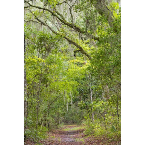 SC, Edisto Beach SP Oak trees line trail Black Modern Wood Framed Art Print by Paulson, Don