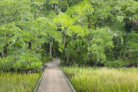 SC, Edisto Beach SP Boardwalk over swamp Black Ornate Wood Framed Art Print with Double Matting by Paulson, Don