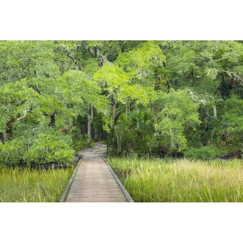 SC, Edisto Beach SP Boardwalk over swamp Black Modern Wood Framed Art Print by Paulson, Don