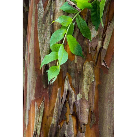 South Carolina, Charleston Crape myrtle bark Black Modern Wood Framed Art Print by Paulson, Don