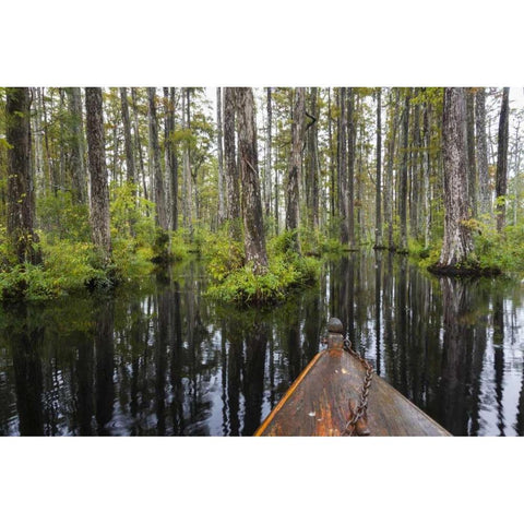 South Carolina Boat bow in cypress swamp Black Modern Wood Framed Art Print by Paulson, Don