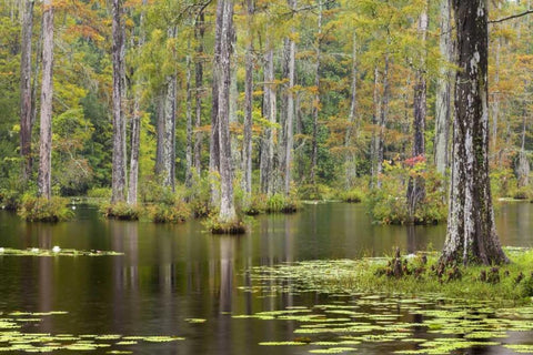 South Carolina Lily pads in cypress swamp Black Ornate Wood Framed Art Print with Double Matting by Paulson, Don