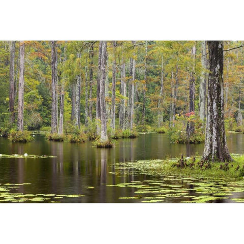 South Carolina Lily pads in cypress swamp White Modern Wood Framed Art Print by Paulson, Don