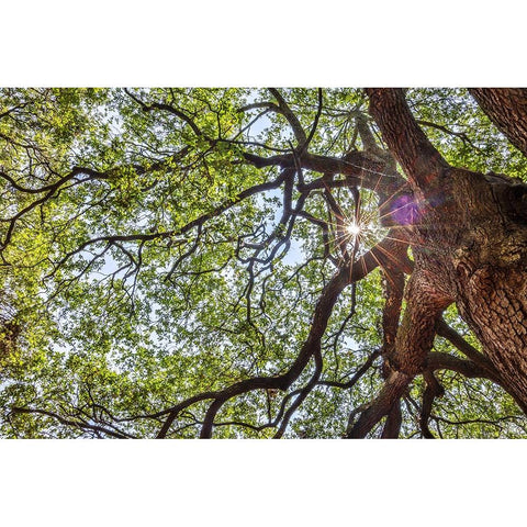 Usa-South Carolina-Charleston White Modern Wood Framed Art Print by Looney, Hollice