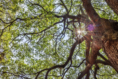 Usa-South Carolina-Charleston White Modern Wood Framed Art Print with Double Matting by Looney, Hollice